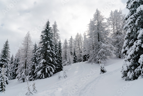 Verschneiter Baum in Schneelandschaft mit Sonne und blauem Himmel