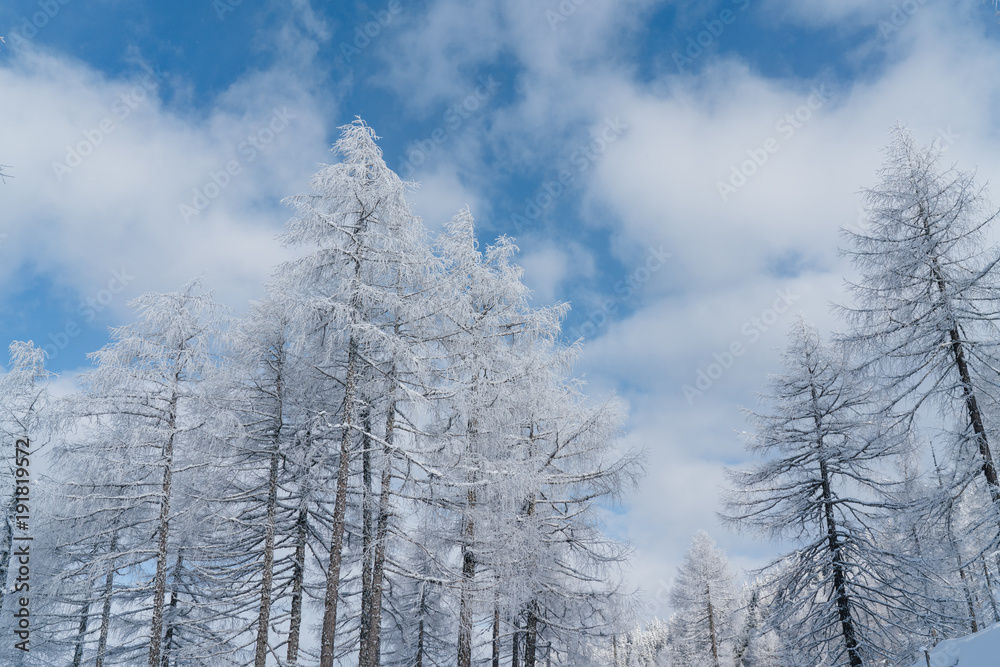 Verschneite Bäume mit blauem Himmel und Wolken in Österreich Verschneite Bäume mit blauem Himmel und Wolken in Österreich
