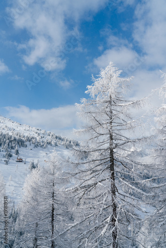 Verschneiter Baum in Schneelandschaft mit Sonne und blauem Himmel