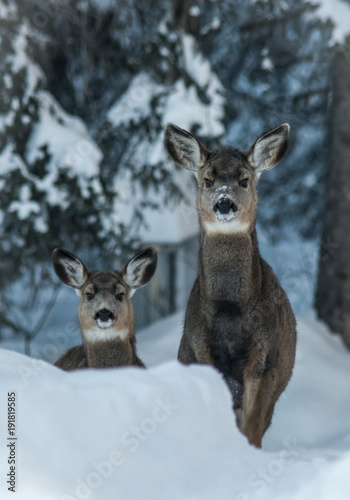 Two mule deer fawns in their first winter © Stefan