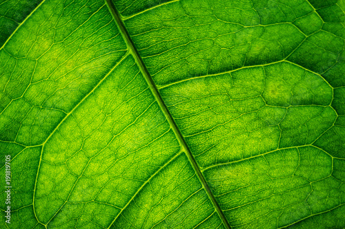 Close Up Dark Green Leaf Texture Background