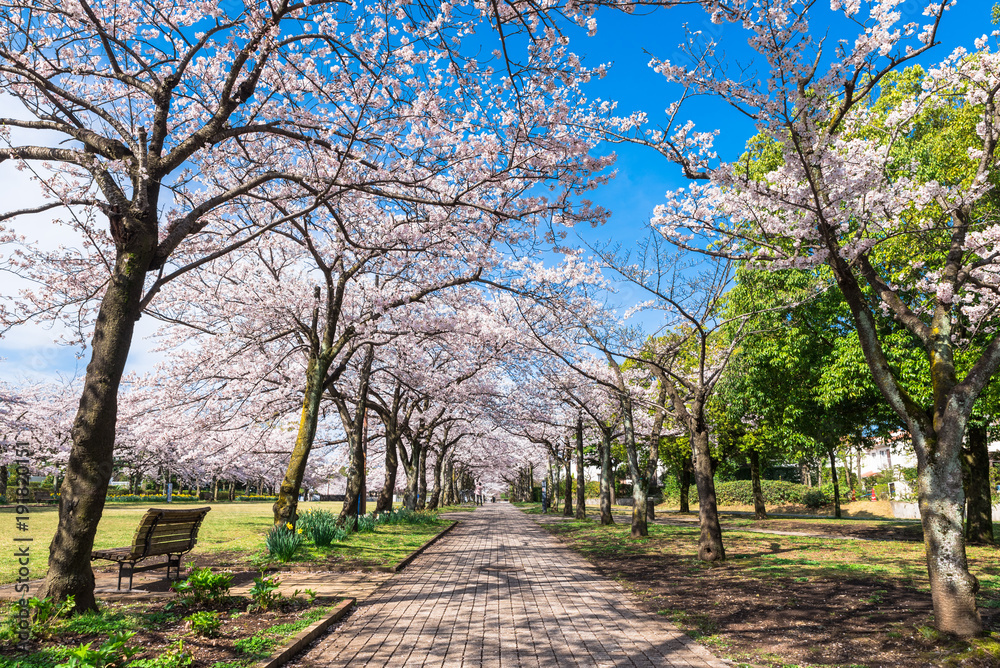 住宅街の桜並木 住宅街の桜並木