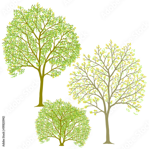 Spring or summer trees and bush with young green foliage. Vector illustration set isolated on white background