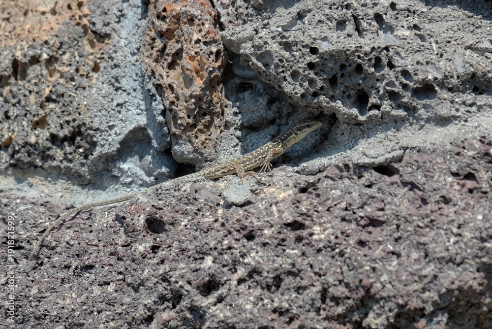 Italian Wall Lizard In Etna Park, Sicily Italian Wall Lizard In Etna Park, Sicily