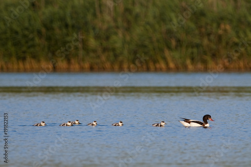 Common Shelduck Family