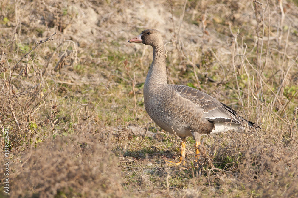 White Fronted Goose