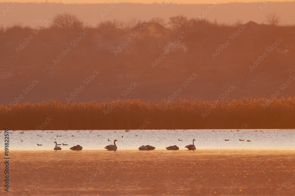 Naklejka premium Swans on water at sunset
