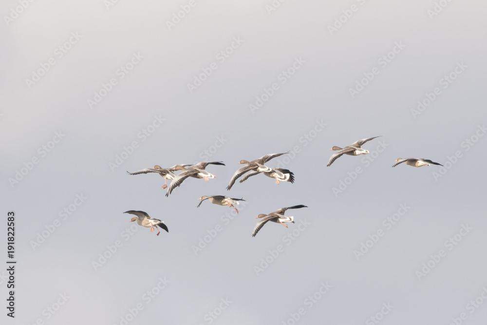 White fronted Goose