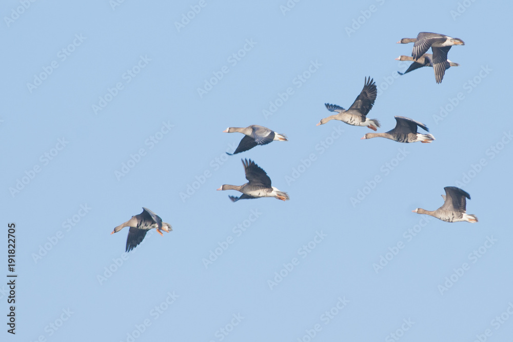 Obraz premium White fronted Goose