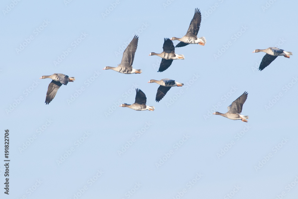 White fronted Goose