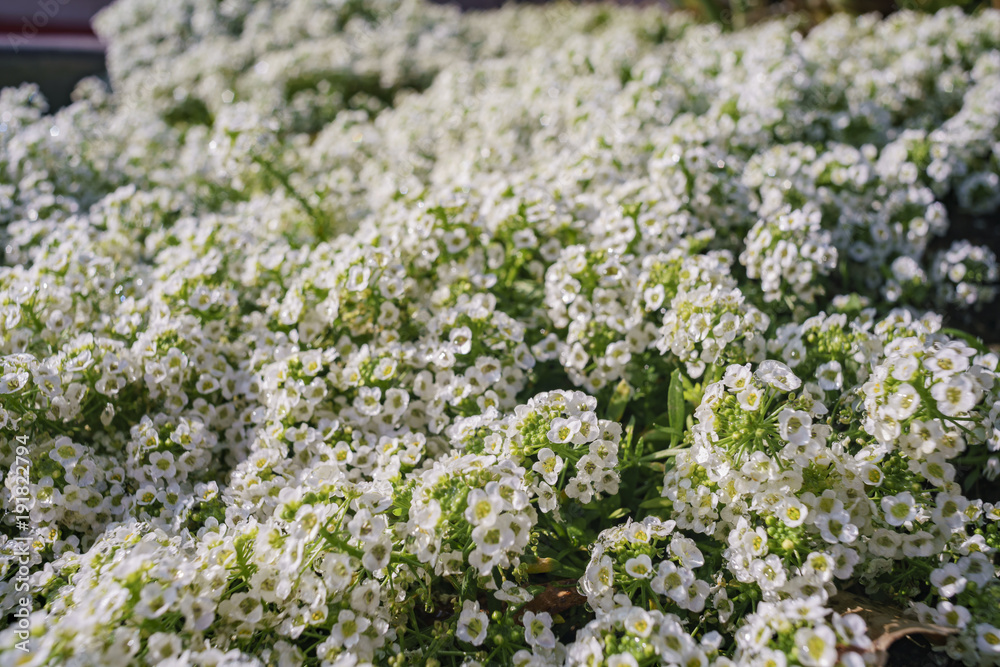 Close up shot of many beautiful Sweet alyssum Close up shot of many beautiful Sweet alyssum