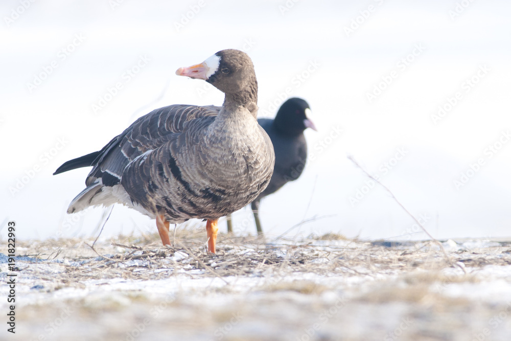 White Fronted Goose