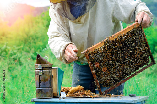 Beekeeper holding a honeycomb full of bees. Beekeeper in protective workwear inspecting honeycomb frame at apiary. Beekeeping concept.