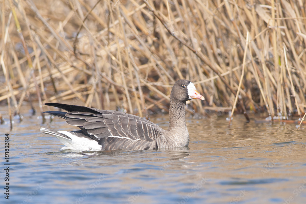 White Fronted Goose White Fronted Goose