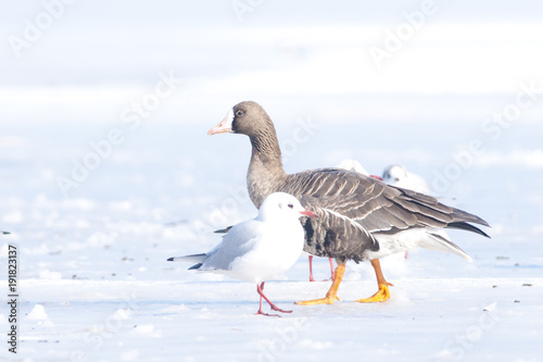 White Fronted Goose