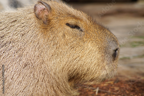 Wallpaper Mural カピパラ Torontodigital.ca