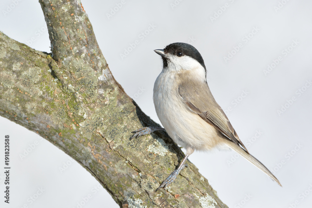 Obraz premium Marsh Tit (Poecile palustris)