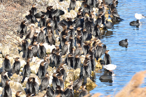 Pygmy cormorant (Microcarbo pygmeus) photo