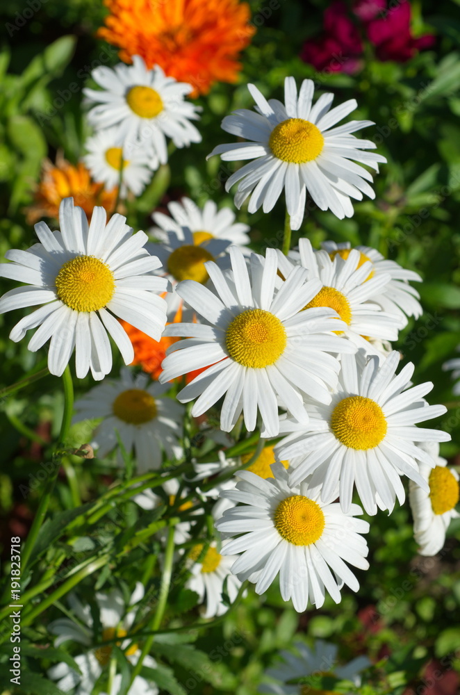 Leucanthemum vulgare, or chamomile garden closeup Leucanthemum vulgare, or chamomile garden closeup