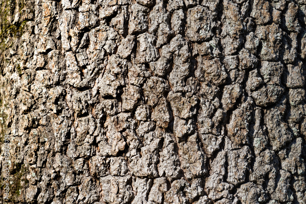 natural background made of a closeup of brown tree bark with wide grooves. natural background made of a closeup of brown tree bark with wide grooves.