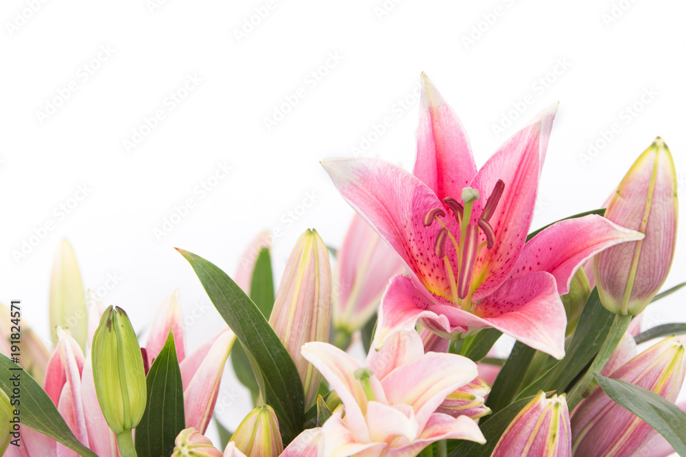 The beautiful lilly flowers are on white background.
