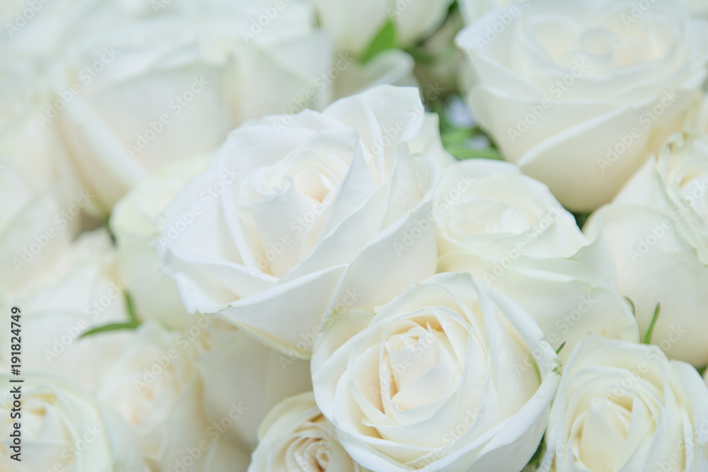 Obraz premium Piękny bukiet białych róż.