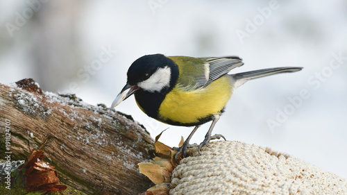 great tit and white sunflower seed   © gallas