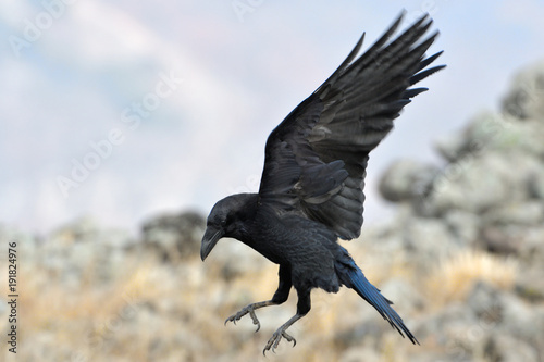 Common raven (Corvus corax) photo