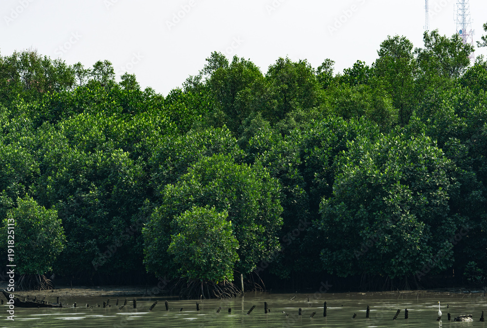 Mangrove tree at mangrove forest with white sky