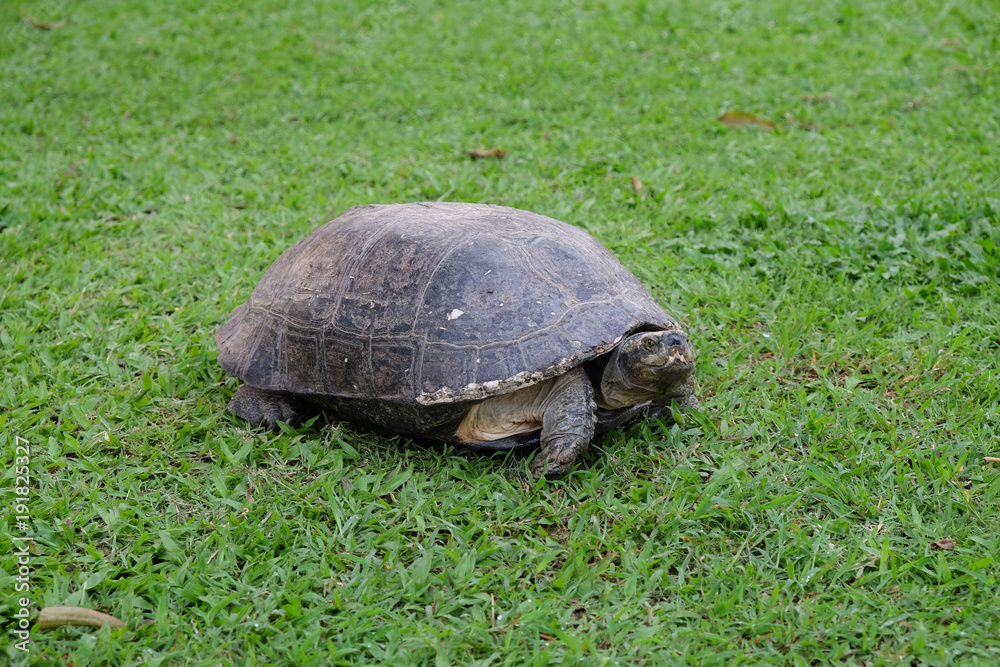 Big turtle on the green grass Big turtle on the green grass