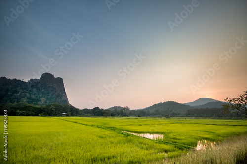 Rice field with sunrise in moning light