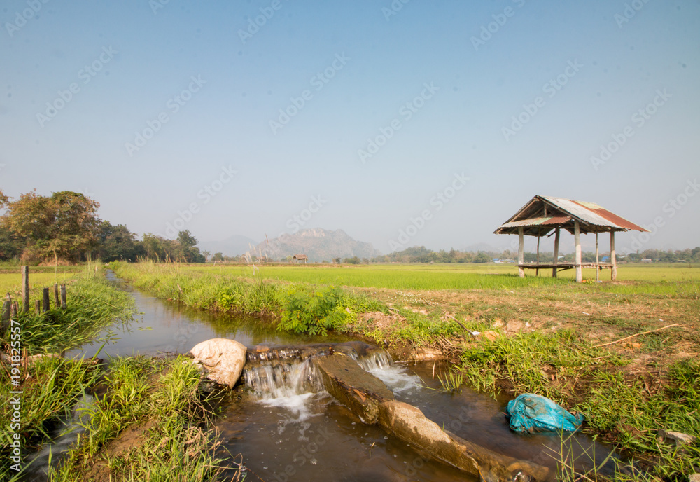Rice field with sunrise in moning light Rice field with sunrise in moning light