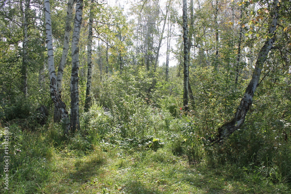Fototapeta premium beautiful summer landscape with the birch forest and green grass