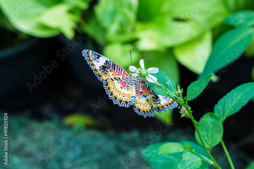 Butterfly on flower or tree in green garden