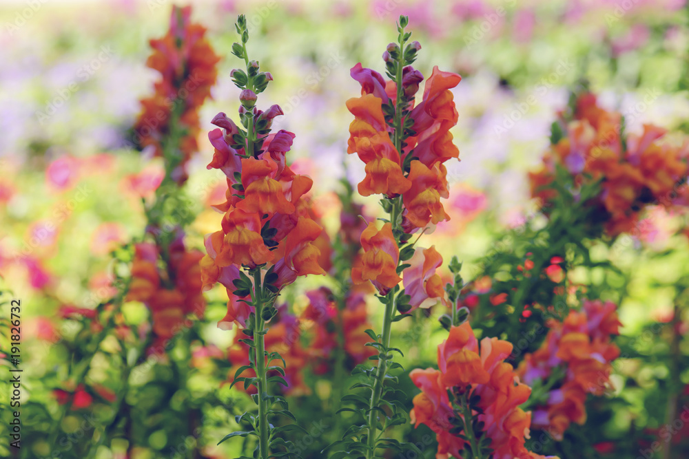 beautiful snapdragon flower in garden at winter beautiful snapdragon flower in garden at winter