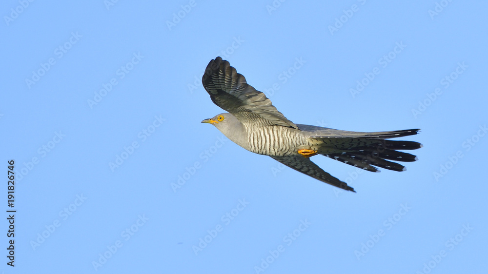 Obraz premium Common cuckoo (Cuculus canorus)