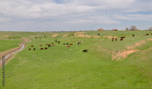 cows grazing on the hill slopes near Dunda river Kiyevka, Stavropol region