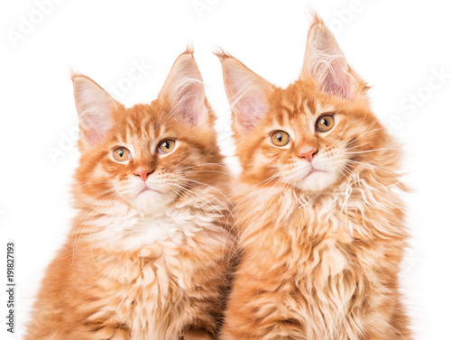 Fototapeta Naklejka Na Ścianę i Meble -  Maine Coon kittens