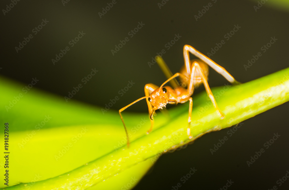 Fototapeta premium ant macro