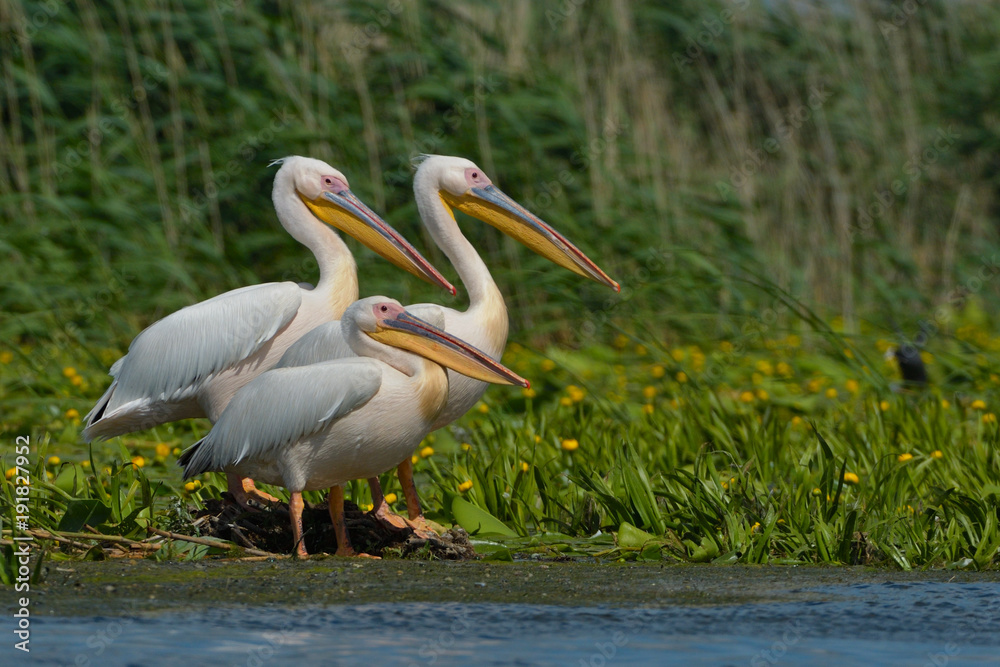 White Pelican (Pelecanus onocrotalus) White Pelican (Pelecanus onocrotalus)