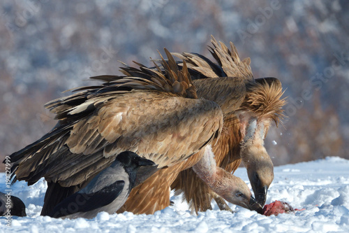 Griffon Vultures Eating in Winter