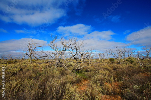 Australian bushland on the Nullarbor