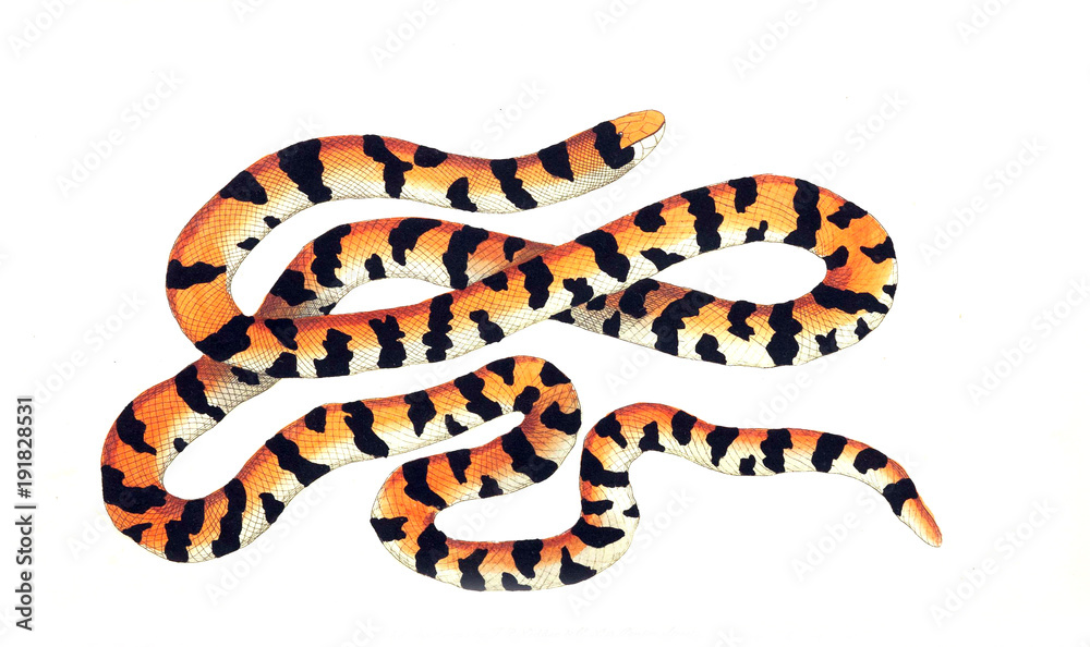 Naklejka premium Illustration of the animal.