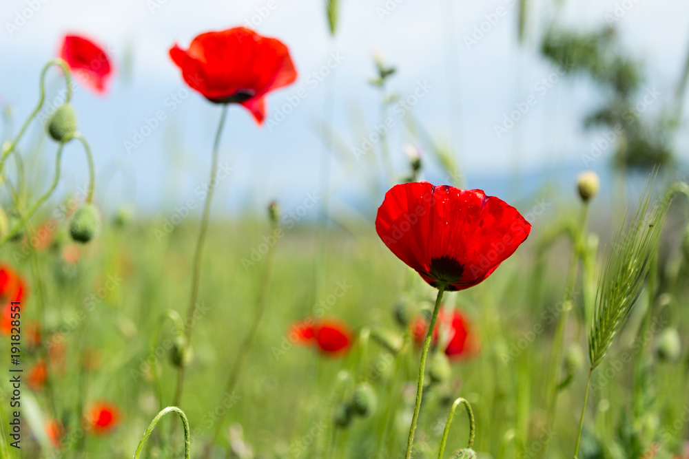 Obraz premium Poppy flowers field