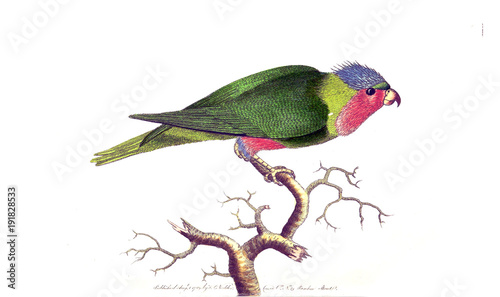 Illustration of a parrot