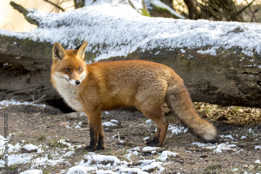 Fototapeta premium Red Fox in Winter