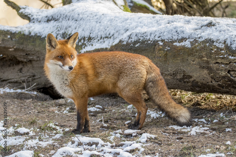 Fototapeta premium Red Fox in Winter
