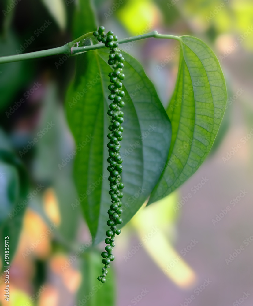 Fototapeta premium peppercorn plant on soft background