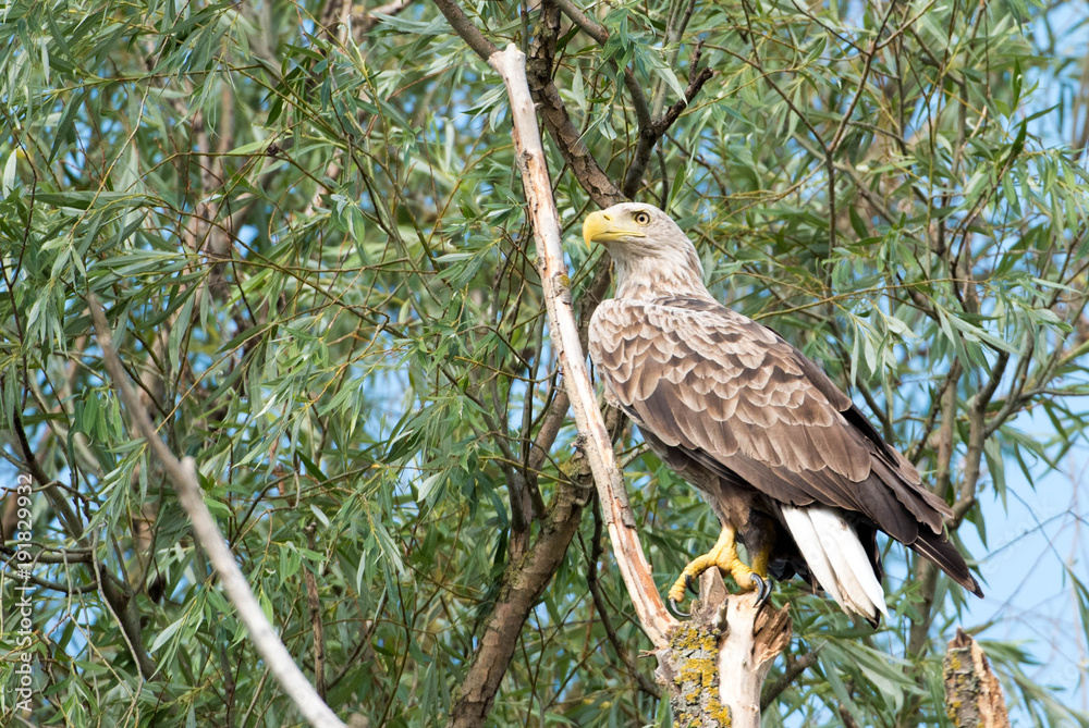 White Tailed Eagle (Haliaeetus albicilla) White Tailed Eagle (Haliaeetus albicilla)
