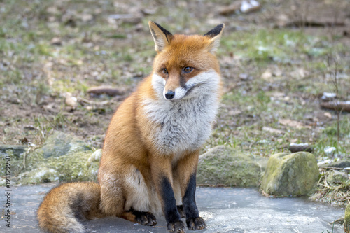 Red Fox in Winter © gerckens.photo